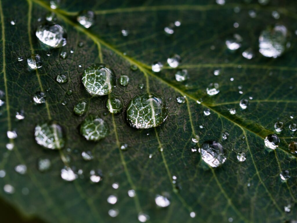 Close-up of dew on a green leaf, representing the region natural environment